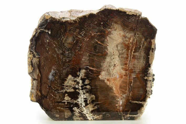 Polished Petrified Wood (Oak) Stand Up - Swartz Canyon, Oregon #334974
